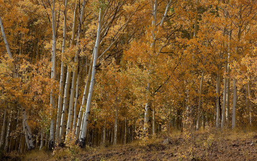 396548 (a): :2560x1600